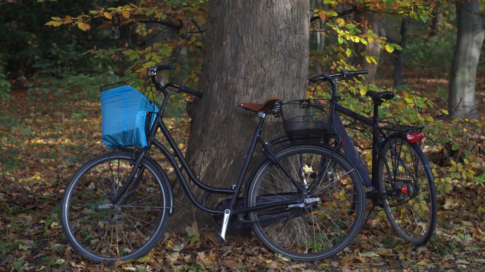 Cykler i efterårsskov