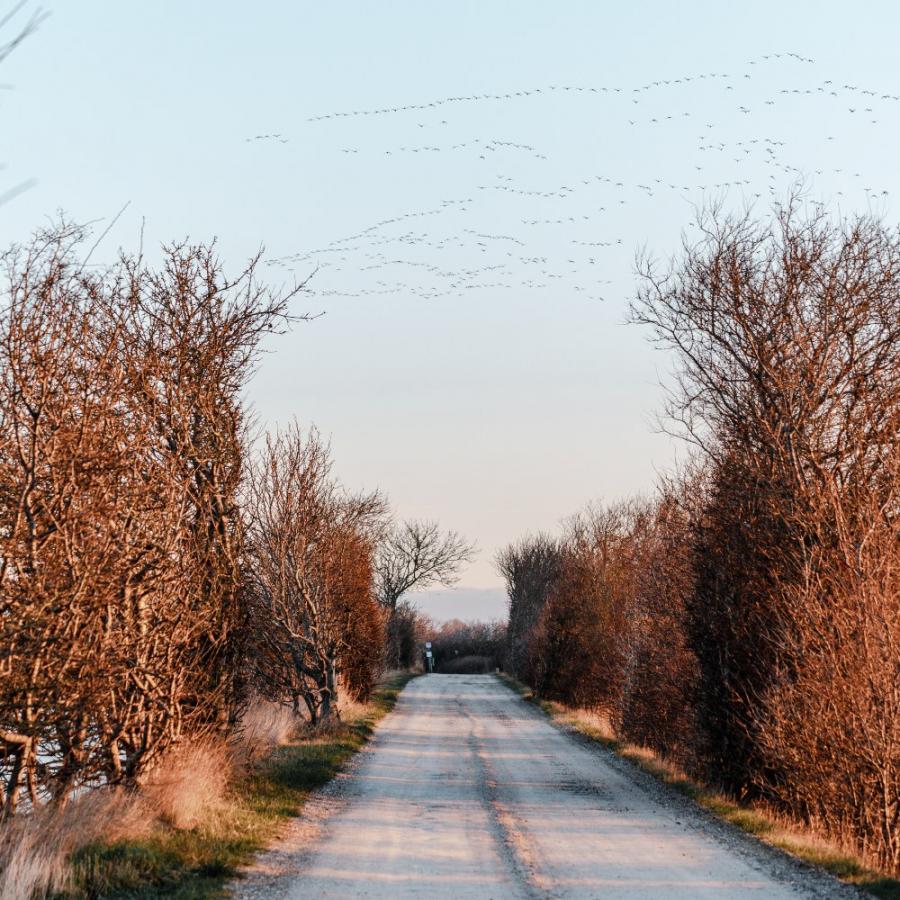 Vinter, sne og fugle ved Dæmningen