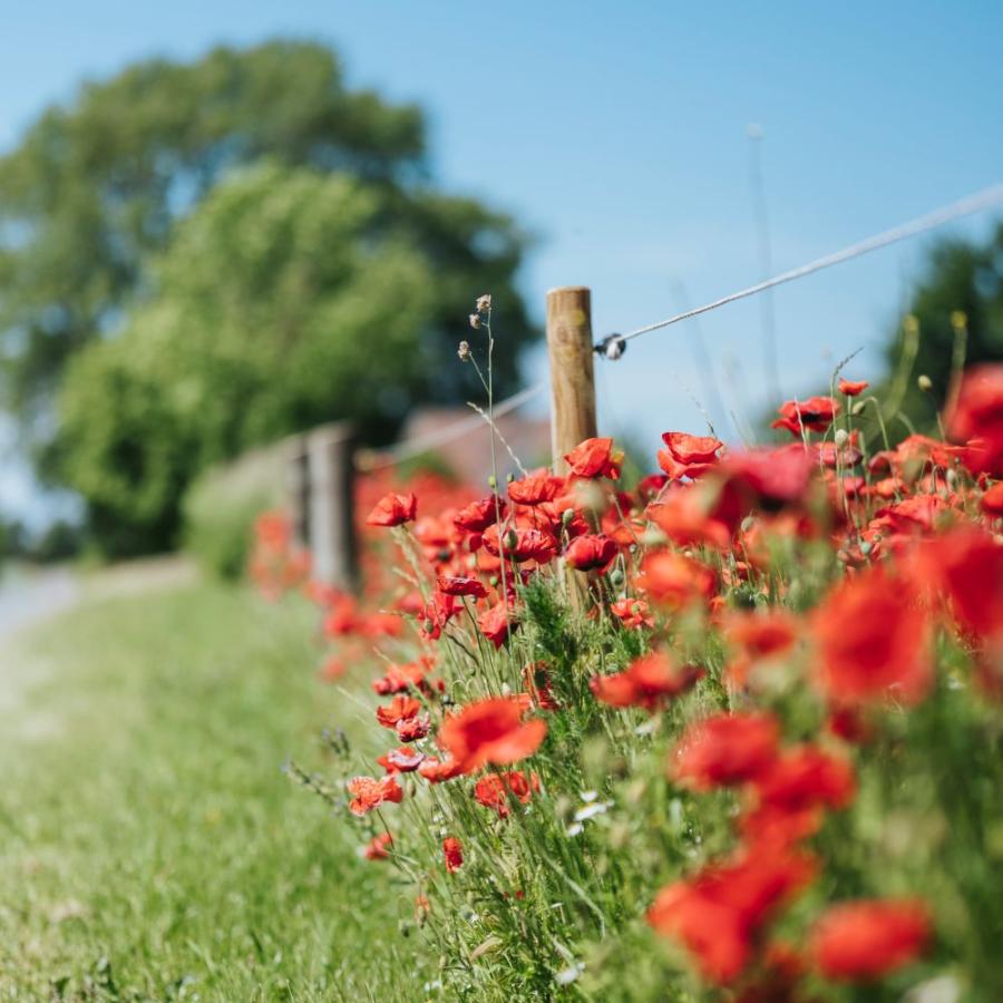 Forår, natur, valmuer