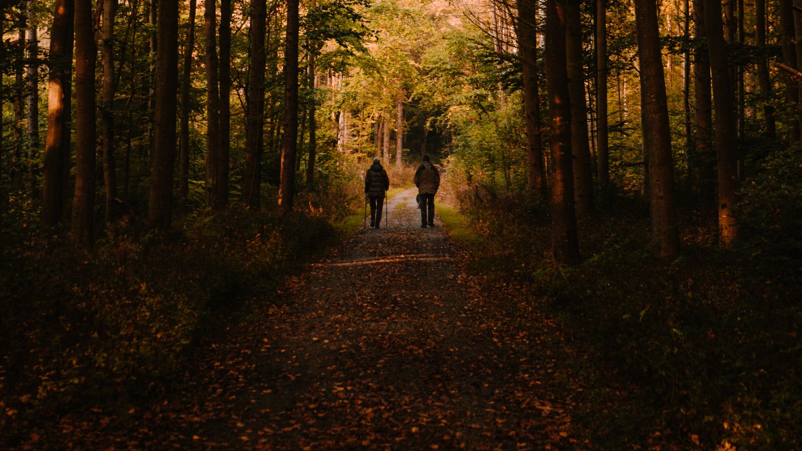 skov, natur, efterår, vandring, marstal, egehoved