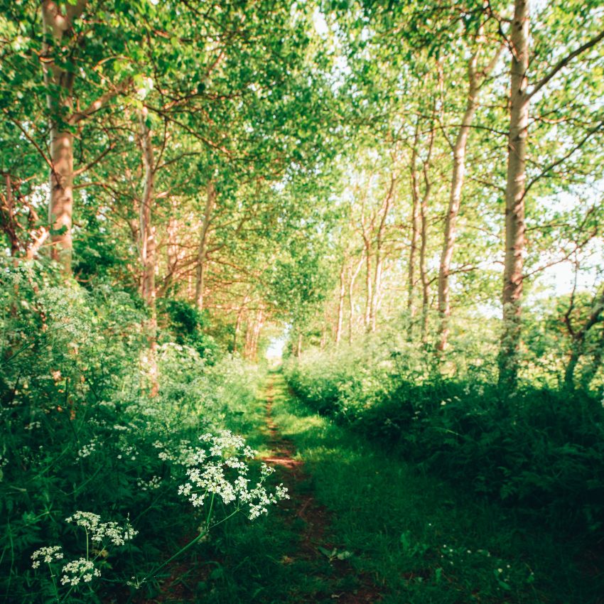 Vandresti i skovområde på Ærø